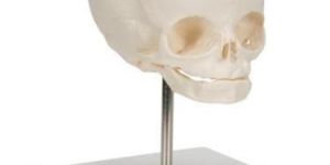 Human Fetal Skull Model