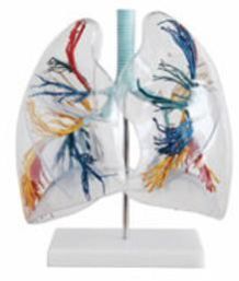 Human Lung Segment Model