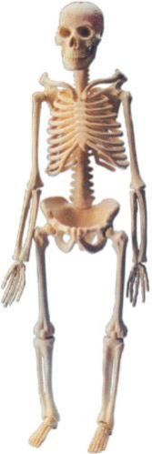 Mini Human Skeleton Model