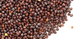 Brown Mustard Seeds