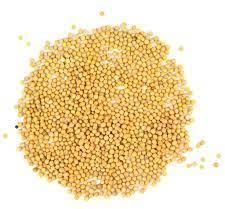 Mustard Seeds