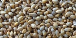 Pearl Millet