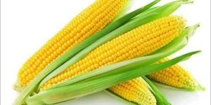Sweet Corn