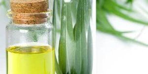 Eucalyptus Oil