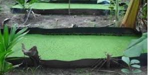 Azolla Bed