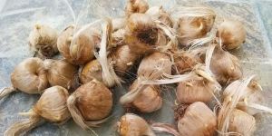 Kashmiri Saffron Bulbs