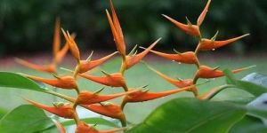 Heliconia Latispatha