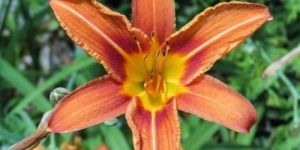 Orange Daylily