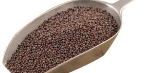Black Mustard Seeds