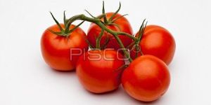 Fresh Tomato