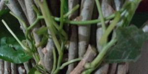Giloy Fresh Root