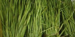 WHEAT GRASS green leaf & POWDER