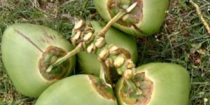 Green Tender Coconut