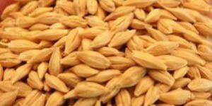 Malt Barley