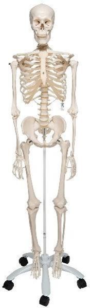 Human Skeleton Model