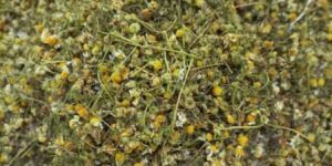 Chamomile
