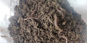 Organic Earthworm
