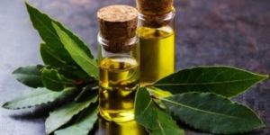 Bay Leaf Oil