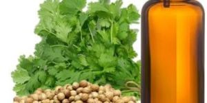Coriander Oil