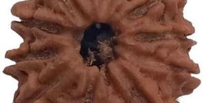 10 Mukhi 23.62 mm Natural Nepal Rudraksha