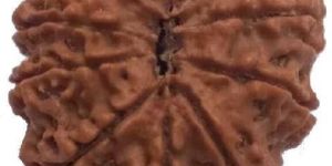 10 Mukhi 25.41 mm Natural Nepal Rudraksha
