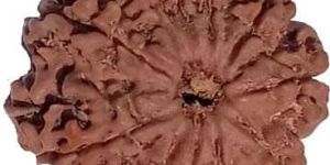 11 Mukhi 25.90 mm Natural Rudraksha