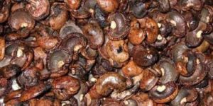 Cashew Shell