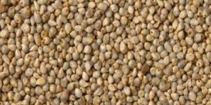 Bajra