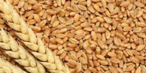 Indian Milling Wheat