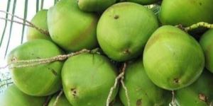 Green Coconut