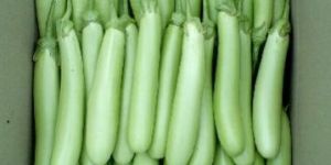 Fresh Bottle Gourd
