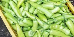 Fresh Green Chilli