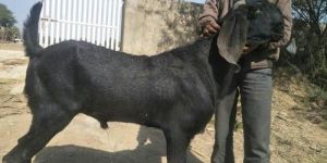 Beetal Male Goat