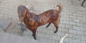 Sirohi Female Goat