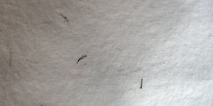 Plantable Seed Paper