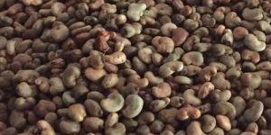 Raw Cashew Nut