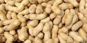 HPS Shelled Groundnuts