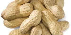 Hybrid Shelled Groundnuts