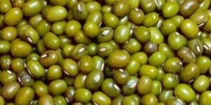Green Mung Beans
