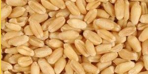 Indian Milling Wheat