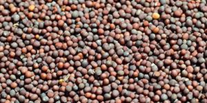 Rapeseeds & Mustard Seeds