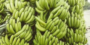 a Grade Robusta Banana