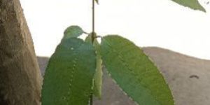 Seedlings Mango Plants