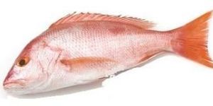 Snapper Fish
