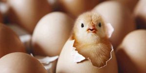 Hatching Eggs