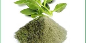 Andrographis Paniculata Extract