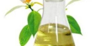 Camphor Oil