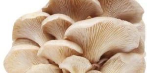 Oyster Mushroom