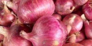 Fresh Red Onion