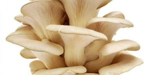 Fresh Oyster Mushroom